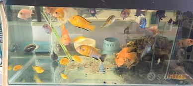 Pesci ciclidi vasca acquario pompa aeratore luci
