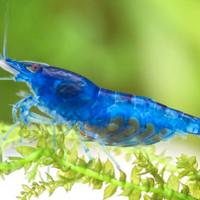 Caridine Neocaridine BLUE DREAM/BLACK SAKURA