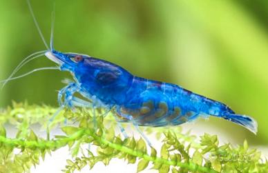 Caridine Neocaridine BLUE DREAM/BLACK SAKURA