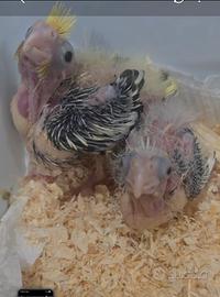 Calopsite allevate a mano