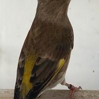 Coppia di verdoni Ancestrale e isabella