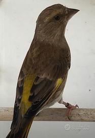 Coppia di verdoni Ancestrale e isabella