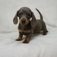 Bassotto kanichen biscotto