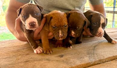Pitbull ukc