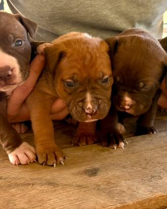 Pitbull ukc