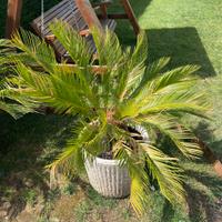 Cycas