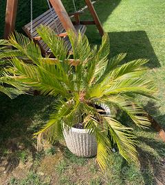 Cycas