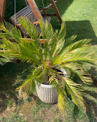 Cycas
