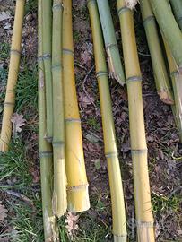 canne di bambu 