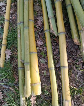 canne di bambu 