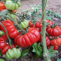 piantine per orto complete