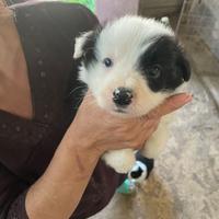 Cuccioli Borderi collie