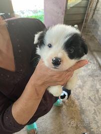 Cuccioli Borderi collie