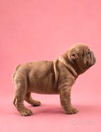 Bulldog francese big rope