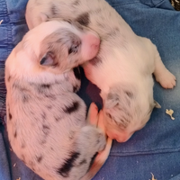 Cuccioli di Border Collie