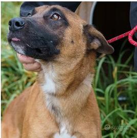 Femmina mix malinois