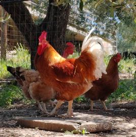 Gallo rosso superpesante