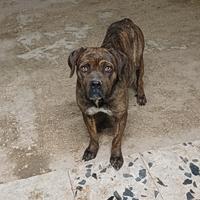 Cane corso