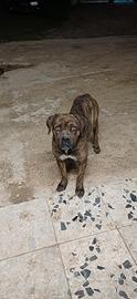 Cane corso