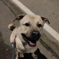 Joi ,meticcio bulldog e pastore