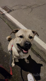 Joi ,meticcio bulldog e pastore