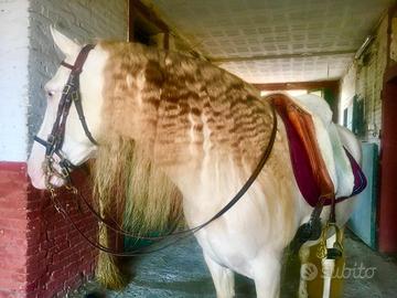 Stallone portoghese per la monta