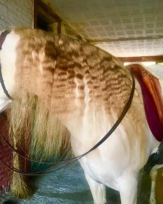 Stallone portoghese per la monta