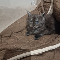 Cuccioli di Maine Coon pedigree AFSI giganti