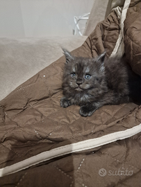 Cuccioli di Maine Coon pedigree AFSI giganti