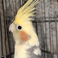 Pappagallo calopsite