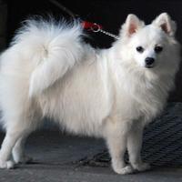 Cane volpino