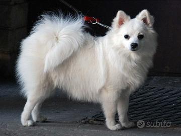 Cane volpino