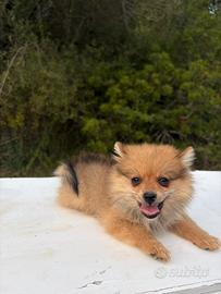 Cuccioli di Volpino tedesco spitz