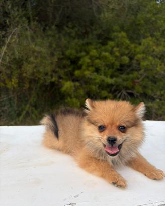 Cuccioli di Volpino tedesco spitz