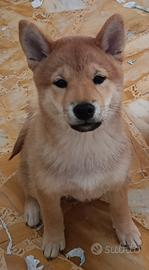Cucciolo Shiba Inu maschio con pedigree