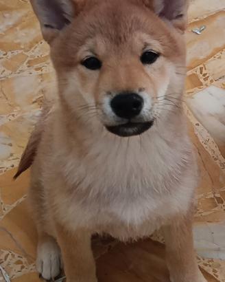 Cucciolo Shiba Inu maschio con pedigree