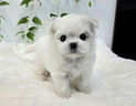 cucciolo-di-maltese-con-pedigree