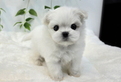 Cucciolo di maltese con pedigree