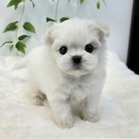 Cucciolo di maltese con pedigree