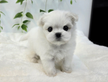Cucciolo di maltese con pedigree