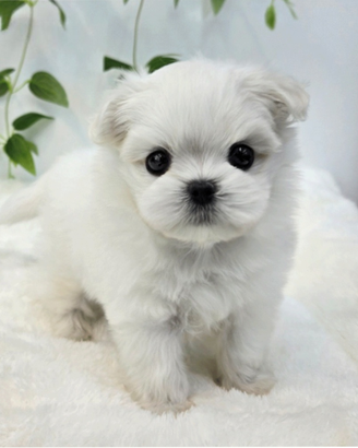 Cucciolo di maltese con pedigree