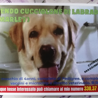 CUCCIOLONE di Labrador - MARLEY