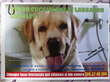 CUCCIOLONE di Labrador - MARLEY