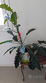 Pianta