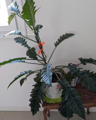 Pianta