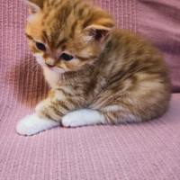 British Shorthair Maschio