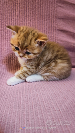 British Shorthair Maschio