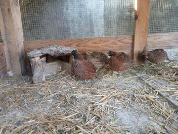 Colino della Virginia