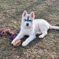 Meravigliosa cucciola di Siberian Husky di un anno