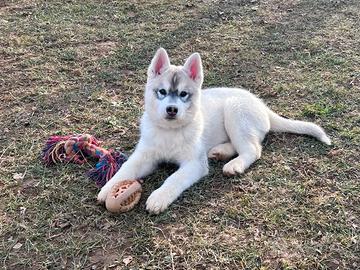 Meravigliosa cucciola di Siberian Husky di un anno